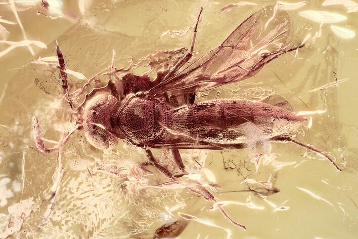 Detailed Fossil Parasitoid Wasp (Scelionidae) in Baltic Amber #315314